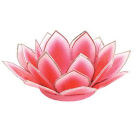 Dahlia Lotus  -  Pink
